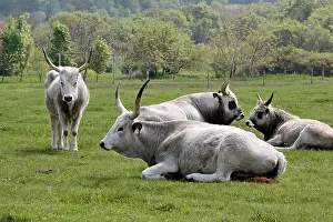 Threatened Prints: Traditional cows in Tihany at Lake Balaton in Hungary