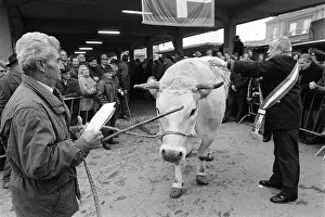 Piedmont Prints: traditional feast of 'Bue Grasso' (fat ox) in Carrù (Cuneo)