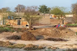 Village Life Prints: A traditional Punjabi village with brick houses and animals tied with trees in Multan