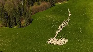 Tatra Prints: Traditional sheep pasture on meadow in Pieniny Mountains in Poland. Aerial drone view