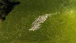 Tatra Prints: Traditional sheep pasture on meadow in Pieniny Mountains in Poland. Aerial drone view