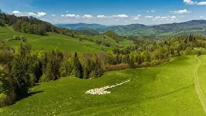 Tatra Prints: Traditional sheep pasture on meadow in Pieniny Mountains in Poland. Aerial drone view