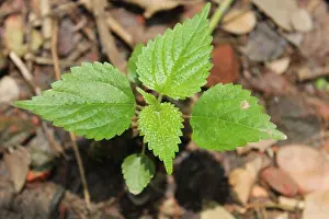 Green Leaf Prints: Tragia involucrata, the Indian stinging nettle
