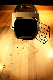 Evidence Prints: Trail of cat paw prints leading from an empty cat box with an open front door