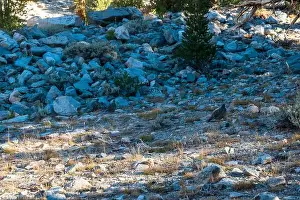 Grouse Prints: The trail to Kearsarge Pass is a difficult one