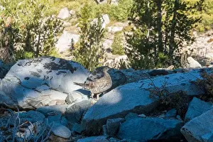 Grouse Prints: The trail to Kearsarge Pass is a difficult one