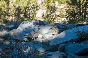 Grouse Prints: The trail to Kearsarge Pass is a difficult one