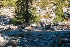 Grouse Prints: The trail to Kearsarge Pass is a difficult one