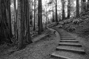 San Francisco Bay Area Prints: Trail with stairsteps through the Coast Redwoods