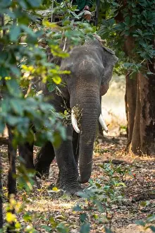 Head On Prints: trained asian male elephant or tusker or Elephas maximus indicus head on portrait to track wild tigers in forest