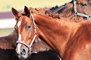 Gelding Prints: Trakehner mare breed. Beautiful portrait