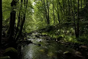 Stillness Prints: Tranquil forest river scene in spring, peaceful setting for mindfulness in Scotland, UK