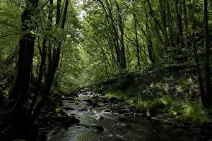 Stillness Prints: Tranquil forest river scene in spring, peaceful setting for mindfulness in Scotland, UK