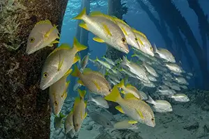 Ichthyology Prints: A tranquil underwater scene depicting a school of Lutjanus apodus