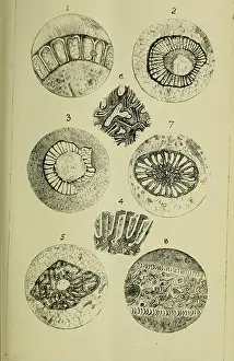 Bookdecade1870 Prints: Transactions and proceedings and report of the Philosophical Society of Adelaide
