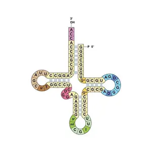 Messenger Prints: Transfer RNA, illustration