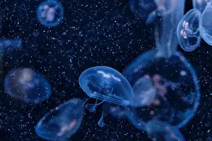 Drifting Prints: Several translucent jellyfish float gracefully in deep blue aquatic environment