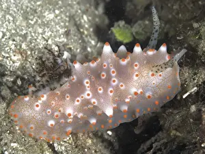 Cnidaria Prints: A translucent, orange speckled nudibranch