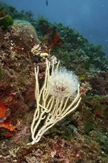Light Colored Background Prints: Translucent Sea squirt (Clavelina Dellavallei) on white gorgonian (Eunicella singularis)