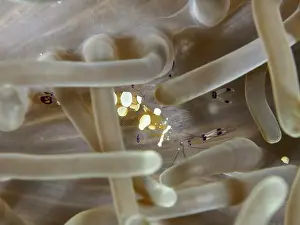 Cnidaria Prints: Transparent peacock anemone shrimp (Ancylocaris brevicarpalis) in beige-coloured sea anemone on the seabed