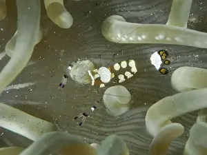 Cnidaria Prints: Transparent peacock anemone shrimp (Ancylocaris brevicarpalis) hiding between the tentacles of a sea anemone