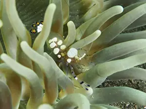 Underwater Worlds Prints: Transparent peacock anemone shrimp (Ancylocaris brevicarpalis) hiding between the tentacles of a sea anemone
