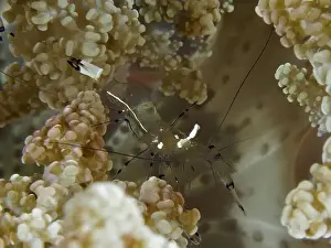 Dive Site Prints: Transparent peacock anemone shrimp (Ancylocaris brevicarpalis) in a sea anemone