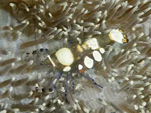 Cnidaria Prints: Transparent peacock anemone shrimp (Ancylocaris brevicarpalis) in a sea anemone on the seabed