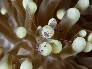 Pontoniinae Prints: Transparent Saravati anemone partner shrimp (Ancylomenes sarasvati)