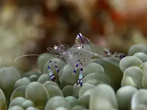 Detailed Image Prints: Transparent Saravati anemone partner shrimp (Ancylomenes sarasvati) sits on green