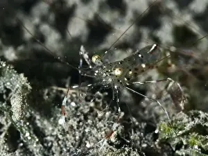 Detailed Image Prints: A transparent shrimp, Anton Bruun's cleaner shrimp (Urocaridella antonbruunii)