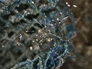 In The Water Prints: Transparent shrimp, Anton Bruun's cleaner shrimp (Urocaridella antonbruunii)