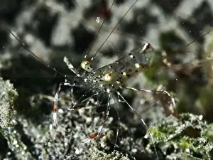 Dive Site Prints: Transparent shrimp, Anton Bruun's cleaner shrimp (Urocaridella antonbruunii)