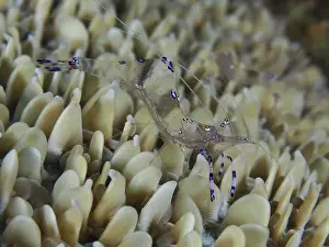 Sea Animal Prints: Transparent shrimp, Saravati anemone partner shrimp (Ancylomenes sarasvati)