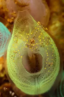 Two Animals Prints: Transparent shrimp with yellow dots on fluorescent yellow sea squirt, Lembeh Strait