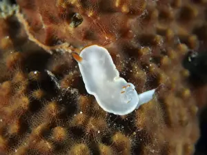 Conchifera Prints: Transparent, white nudibranch with orange accents