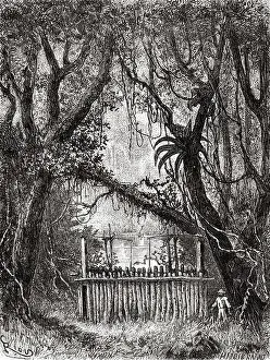 Indigenous Culture Prints: A trap for hunting jaguars. Paraguay
