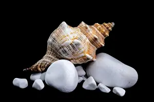 Odesa Oblast Prints: Trapezium Horse Conch on white Rocks black background