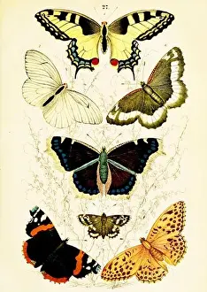 Traugott Bromme - Beautiful vintage butterfly illustrations from The Handbook of the Natural History of all Three Kingdoms