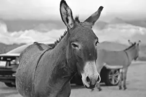 Travel in AZ, the most beautiful history town Oatman, where lives Donkies