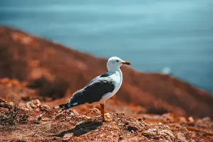Rocky Coast Prints: Travel in Berlengas, Portugal