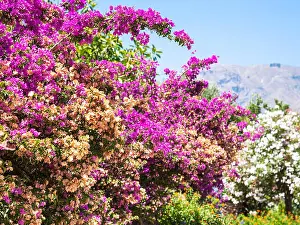 Sicilia Prints: travel to Italy - pink flowers of oleander in Sicily in summer day
