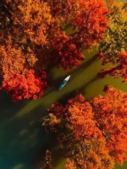 One Woman Prints: Traveller on stand up paddle board at the lake with Taxodium trees in autumn. Aerial view