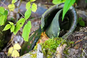 Lies Prints: Travelling shoe rots in the wood - Rotting hiking boat