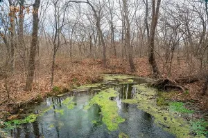 Nature Observation Prints: The Travertine Creek at Chickasaw National Recreation Area in Sulphur, Oklahoma