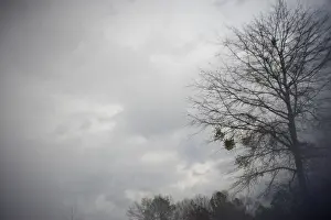 Mistletoe Prints: Tree bare except for patches of mistletoe against a cloudy sky This photo was made with a modified lens no digital
