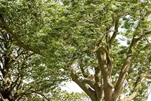 Bend Prints: A tree blown by a gale