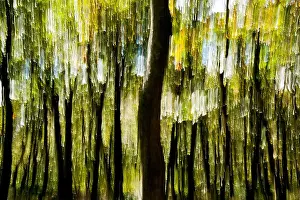Tree Blur on Mountains-to-Sea Trail near Craggy Gardens - Asheville, North Carolina, USA