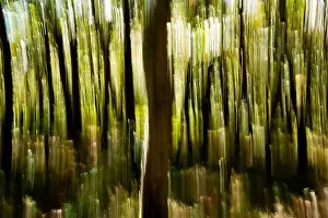 Tree Blur on Mountains-to-Sea Trail near Craggy Gardens - Asheville, North Carolina, USA