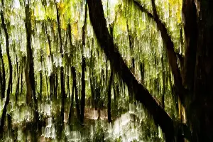 Tree Blur on Mountains-to-Sea Trail near Craggy Gardens - Asheville, North Carolina, USA
